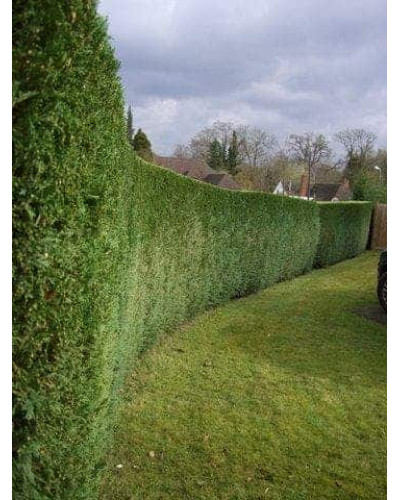 Тис ягідний | Тис ягодный | Taxus Baccata