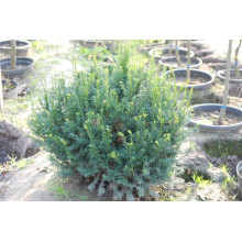 Тис ягідний | Тис ягодный | Taxus Baccata