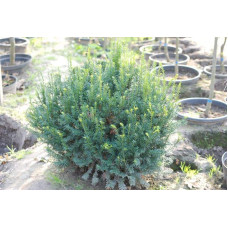 Тис ягідний | Тис ягодный | Taxus Baccata