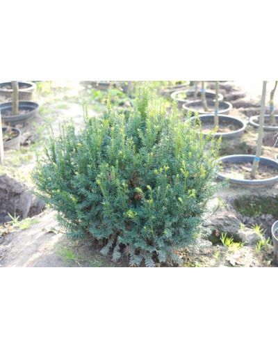 Тис ягідний | Тис ягодный | Taxus Baccata