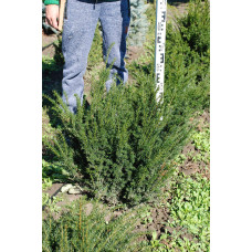 Тис ягідний | Тис ягодный | Taxus Baccata