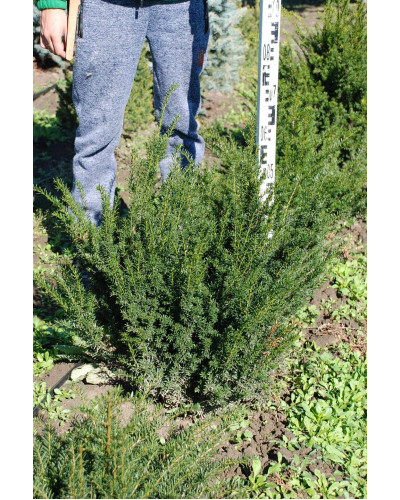 Тис ягідний | Тис ягодный | Taxus Baccata