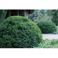 Тис ягідний | Тис ягодный | Taxus Baccata