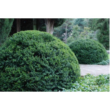Тис ягідний | Тис ягодный | Taxus Baccata