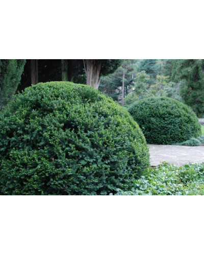 Тис ягідний | Тис ягодный | Taxus Baccata