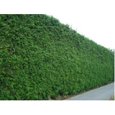 Тис ягідний | Тис ягодный | Taxus Baccata