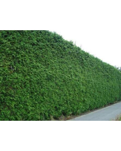 Тис ягідний | Тис ягодный | Taxus Baccata