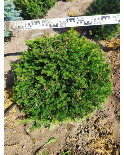 Тис ягідний | Тис ягодный | Taxus Baccata