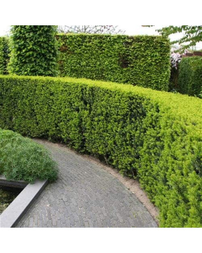 Тис ягідний | Тис ягодный | Taxus Baccata
