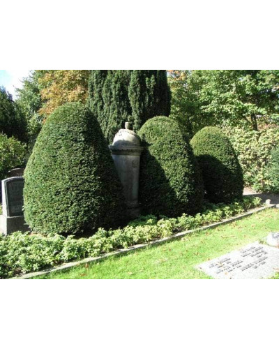 Тис ягідний | Тис ягодный | Taxus Baccata