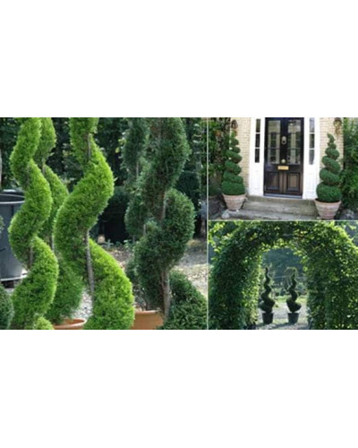 Тис ягідний | Тис ягодный | Taxus Baccata