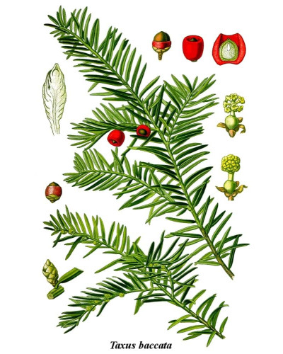 Тис ягідний | Тис ягодный | Taxus Baccata