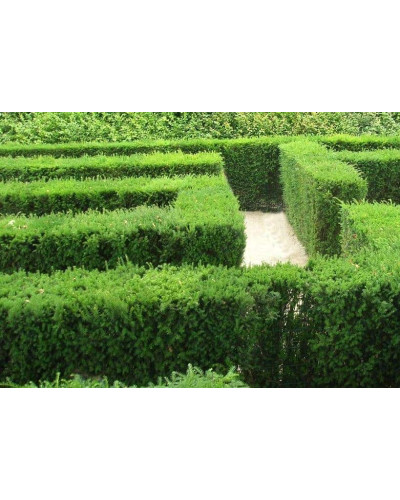 Тис ягідний | Тис ягодный | Taxus Baccata