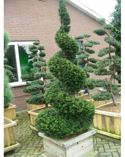 Тис ягідний | Тис ягодный | Taxus Baccata