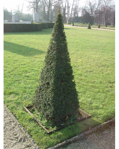 Тис ягідний | Тис ягодный | Taxus Baccata