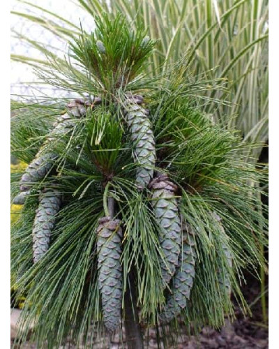 Сосна шверіна Вітхорст | Сосна шверина Витхорст | Pinus schwerinii Wiethorst