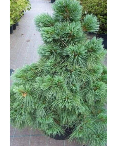 Сосна шверіна Вітхорст | Сосна шверина Витхорст | Pinus schwerinii Wiethorst