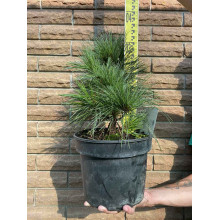 Сосна шверіна Вітхорст | Сосна шверина Витхорст | Pinus schwerinii Wiethorst