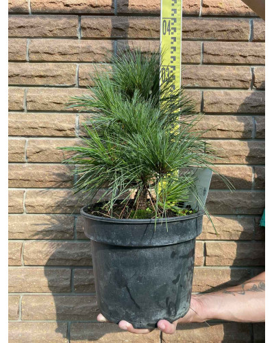 Сосна шверіна Вітхорст | Сосна шверина Витхорст | Pinus schwerinii Wiethorst