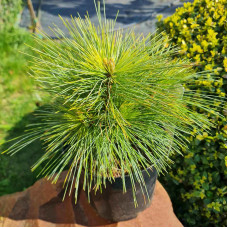 Сосна шверіна Вітхорст | Сосна шверина Витхорст | Pinus schwerinii Wiethorst