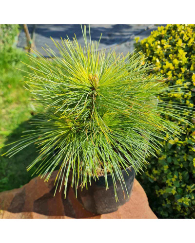 Сосна шверіна Вітхорст | Сосна шверина Витхорст | Pinus schwerinii Wiethorst