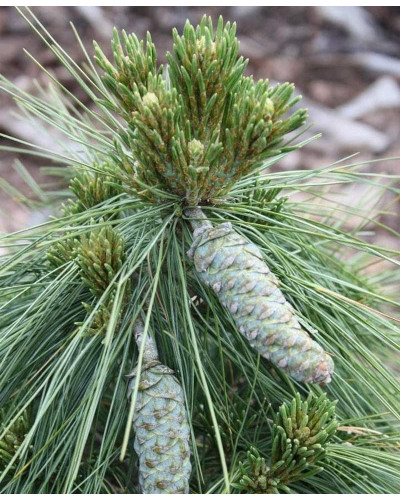 Сосна шверіна Вітхорст | Сосна шверина Витхорст | Pinus schwerinii Wiethorst