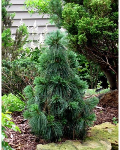 Сосна шверіна Вітхорст | Сосна шверина Витхорст | Pinus schwerinii Wiethorst