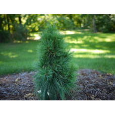Сосна шверіна Вітхорст | Сосна шверина Витхорст | Pinus schwerinii Wiethorst