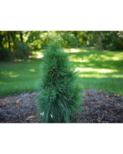 Сосна шверіна Вітхорст | Сосна шверина Витхорст | Pinus schwerinii Wiethorst