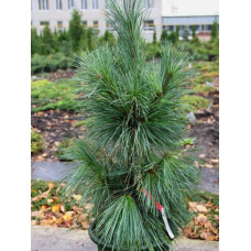 Сосна шверіна Вітхорст | Сосна шверина Витхорст | Pinus schwerinii Wiethorst