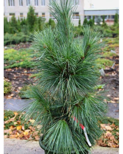 Сосна шверіна Вітхорст | Сосна шверина Витхорст | Pinus schwerinii Wiethorst