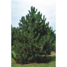 Сосна чорна Нана | Сосна чёрная Нана | Pinus nigra Nana