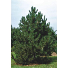 Сосна чорна Нана | Сосна чёрная Нана | Pinus nigra Nana