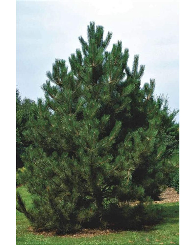 Сосна чорна Нана | Сосна чёрная Нана | Pinus nigra Nana