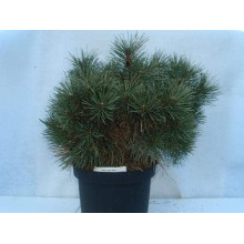 Сосна чорна Нана | Сосна чёрная Нана | Pinus nigra Nana