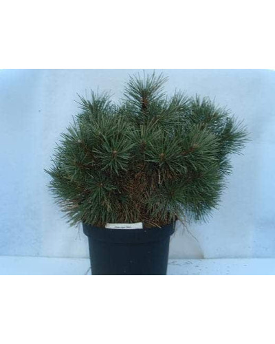 Сосна чорна Нана | Сосна чёрная Нана | Pinus nigra Nana