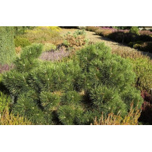 Сосна чорна Нана | Сосна чёрная Нана | Pinus nigra Nana