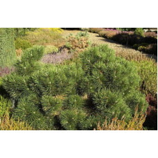 Сосна чорна Нана | Сосна чёрная Нана | Pinus nigra Nana