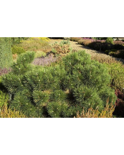 Сосна чорна Нана | Сосна чёрная Нана | Pinus nigra Nana