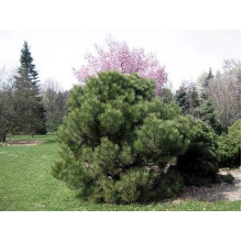 Сосна чорна Нана | Сосна чёрная Нана | Pinus nigra Nana