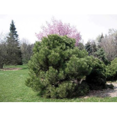 Сосна чорна Нана | Сосна чёрная Нана | Pinus nigra Nana