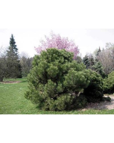 Сосна чорна Нана | Сосна чёрная Нана | Pinus nigra Nana