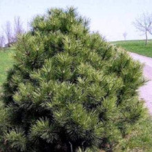 Сосна чорна Нана | Сосна чёрная Нана | Pinus nigra Nana