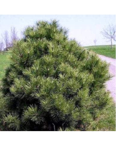 Сосна чорна Нана | Сосна чёрная Нана | Pinus nigra Nana