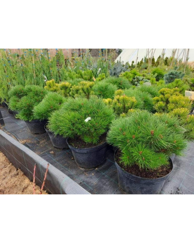 Сосна чорна австрійська Марія Брегон | Pinus nigra austriaca Maria Bregon | Сосна черная австрийская Мария Брегон
