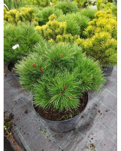 Сосна чорна австрійська Марія Брегон | Pinus nigra austriaca Maria Bregon | Сосна черная австрийская Мария Брегон