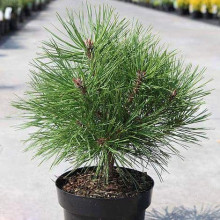 Сосна чорна австрійська Марія Брегон | Pinus nigra austriaca Maria Bregon | Сосна черная австрийская Мария Брегон