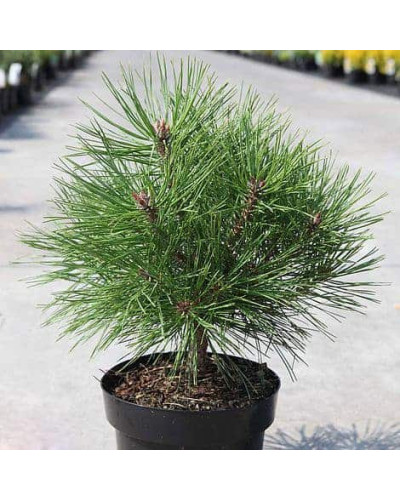 Сосна чорна австрійська Марія Брегон | Pinus nigra austriaca Maria Bregon | Сосна черная австрийская Мария Брегон