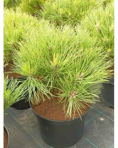 Сосна чорна австрійська Марія Брегон | Pinus nigra austriaca Maria Bregon | Сосна черная австрийская Мария Брегон