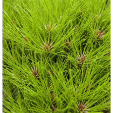 Сосна чорна австрійська Марія Брегон | Pinus nigra austriaca Maria Bregon | Сосна черная австрийская Мария Брегон
